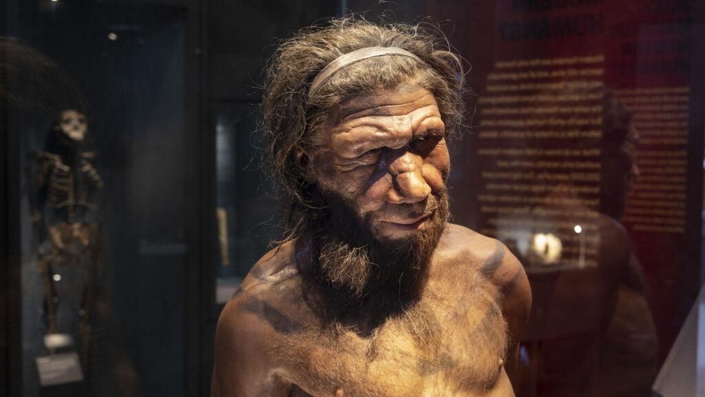 Neanderthal man at the human evolution exhibit at the Natural History Museum.