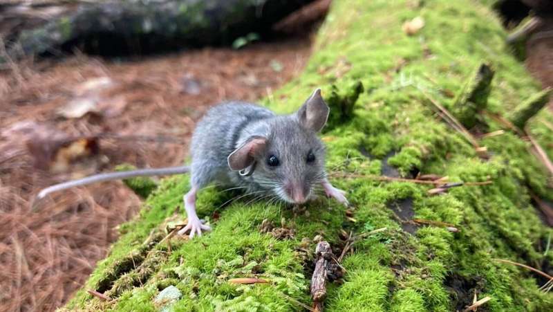 Fur thieves on the loose in Maine forest, UMaine study finds