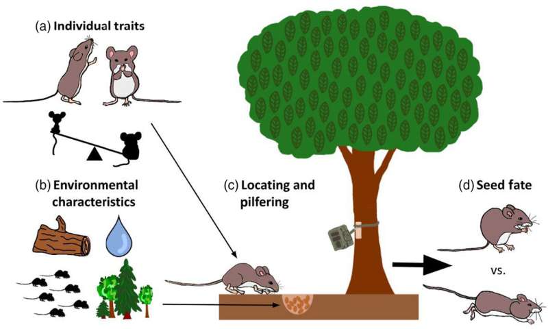 Fur thieves on the loose in Maine forest, UMaine study finds