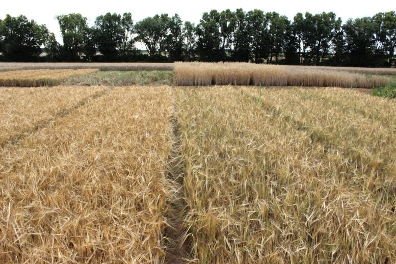 Organic or conventional barley