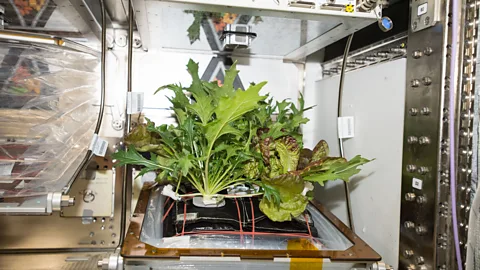 NASA/Amanda Griffin The ISS has its own small vegetable garden on board where astronauts study plant growth in microgravity (Credit: NASA/Amanda Griffin)