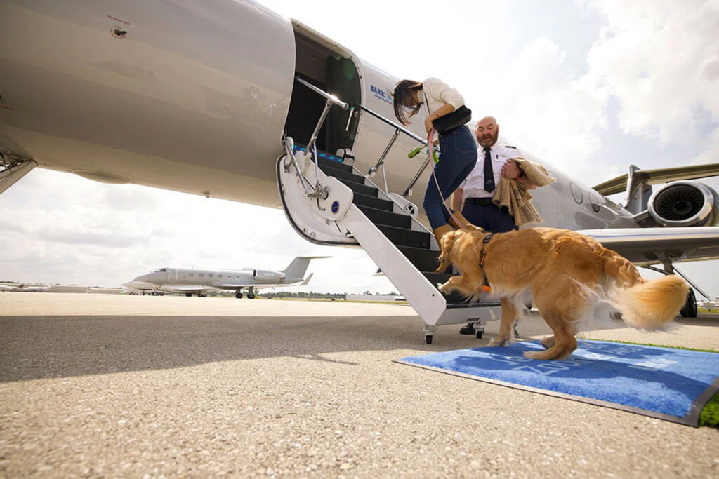 BARK Air: The First Airline For Dogs, Flying Gulfstreams