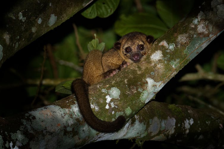 A small brown animal with a dark tail looking at the camera from a tree branch.