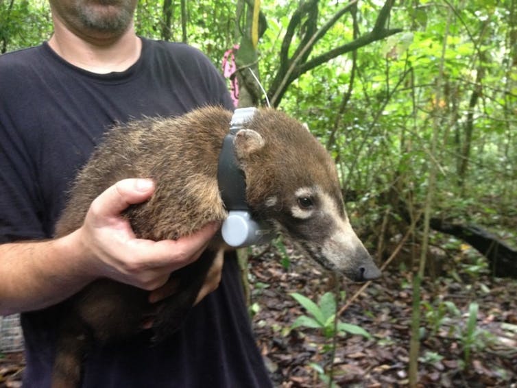 Person holding a medium-sized brown animal with a long snout similar to a greyhound.