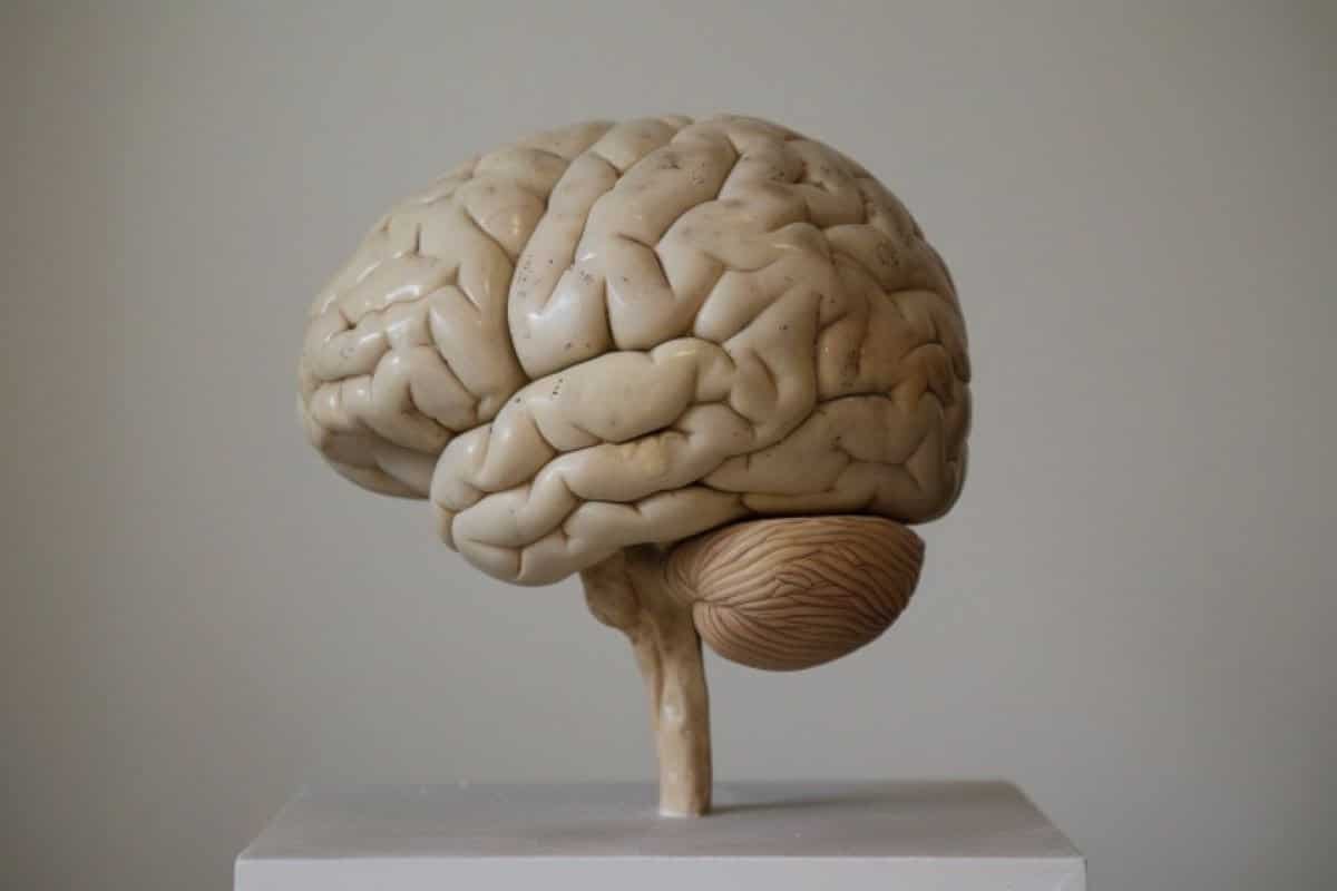 It shows a brain.