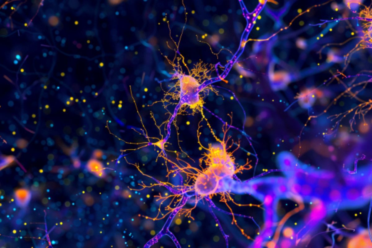 This shows the neurons.