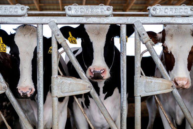 Dairy farmer Brent Pollard's cows stand in their paddock at a cattle farm in Rockford, Illinois, U.S., April 9, 2024. REUTERS/Jim Vondruska