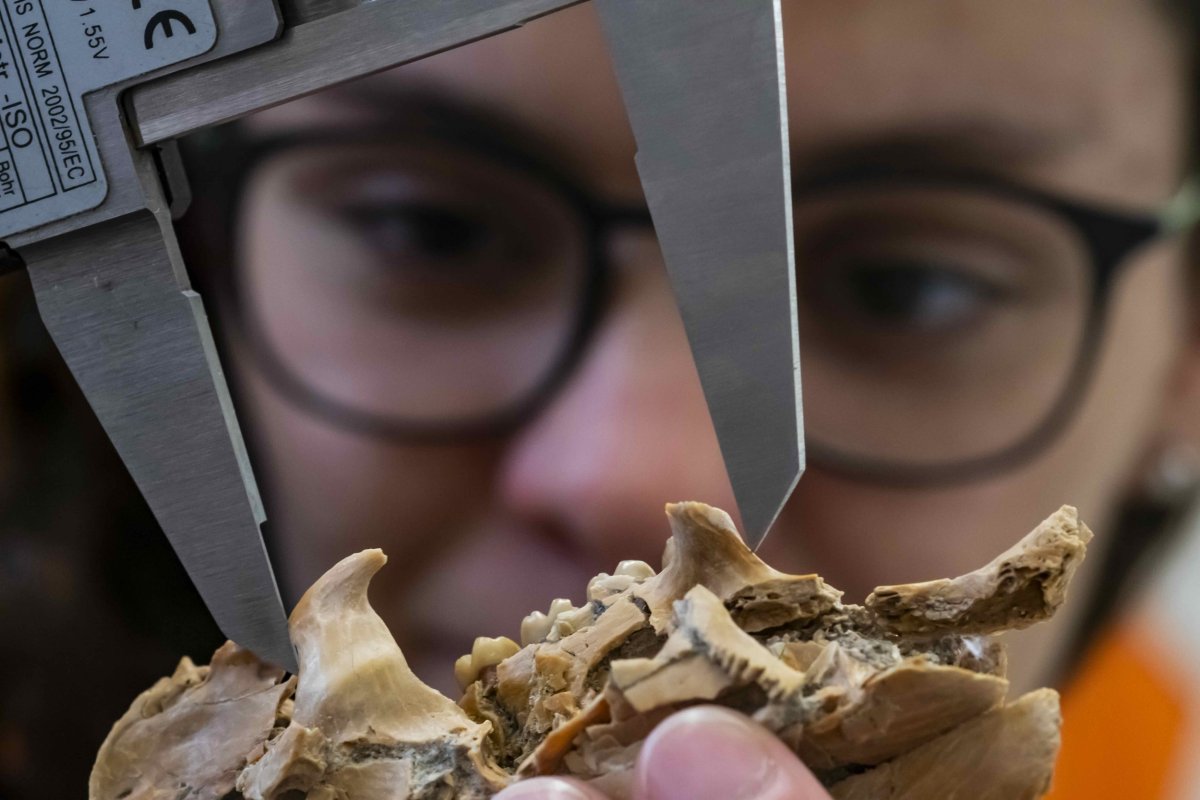 Researcher examining an extinct porcupine fossil