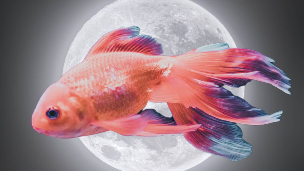 Horoscope for each zodiac sign on May 29 – The Moon enters Pisces