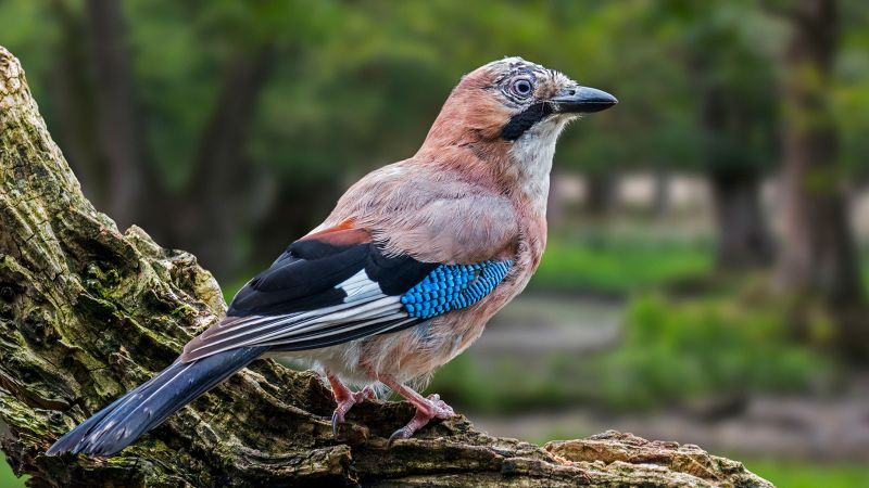 Some birds can use 'mental time travel', study finds |  CNN