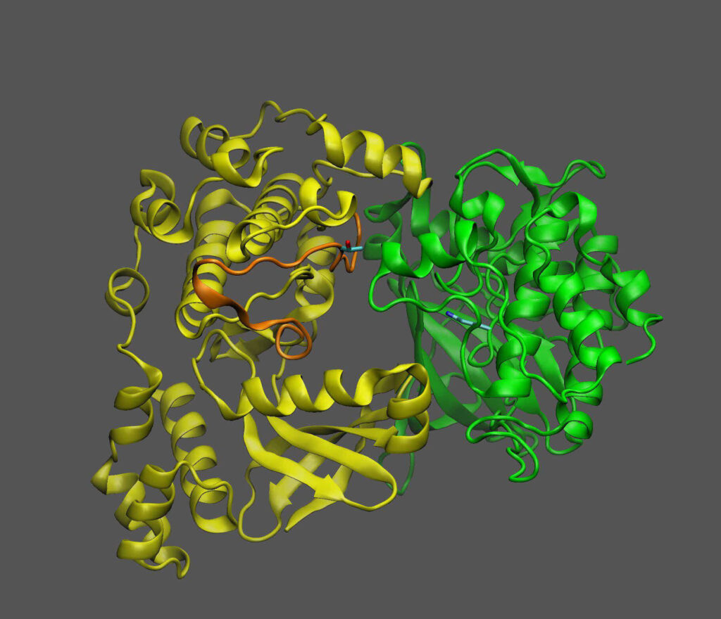 Study reveals how a sugar-sensing protein acts like a 'machine' to turn plant growth and oil production on and off.