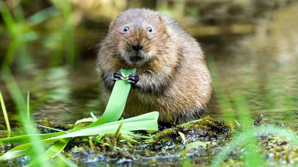 “Vole fever” which can trigger the spread of the Ebola-type hemorrhagic virus in Europe