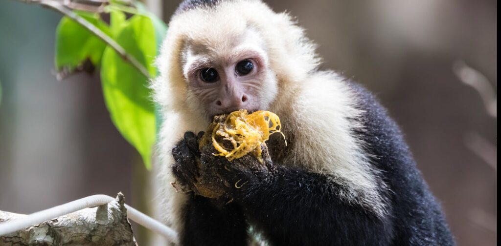 Why did primates develop such large brains?  First study of its kind says it wasn't for finding food