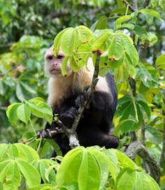 A black and cream monkey sits on a branch with a sullen expression.