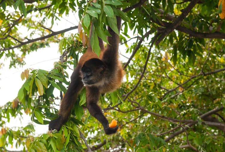 A long-limbed brown monkey hangs from a tree branch and clutches a piece of orange fruit.