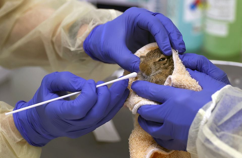 Dr. Maureen Murray, director of the Tufts Wildlife Clinic, prepared to collect a baby rabbit at the Cummings School of Veterinary Medicine.