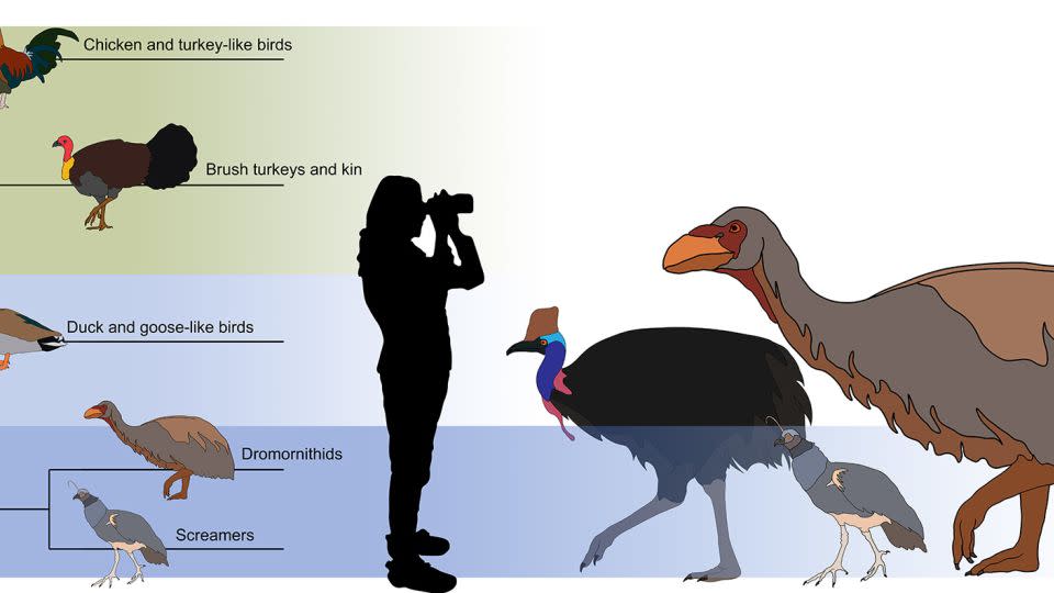 Scientists propose placing Genyornis newtoni in the waterfowl clade.  The illustration also highlights how G. newtoni compares in size to its closest relative, Anhima cornuta (closest to G. newtoni) and the cassowary (unrelated).  -Phoebe McInerney