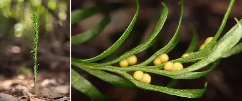 The little fern has the largest genome