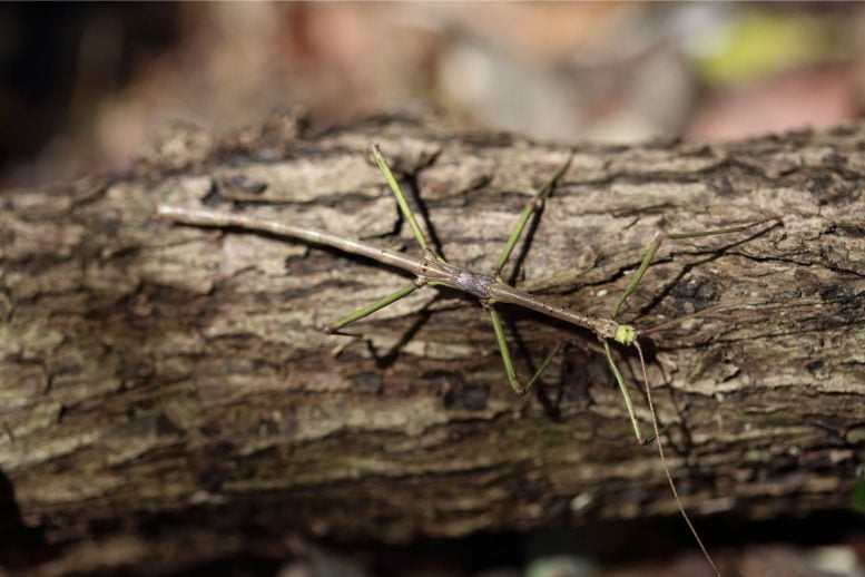 stick bug