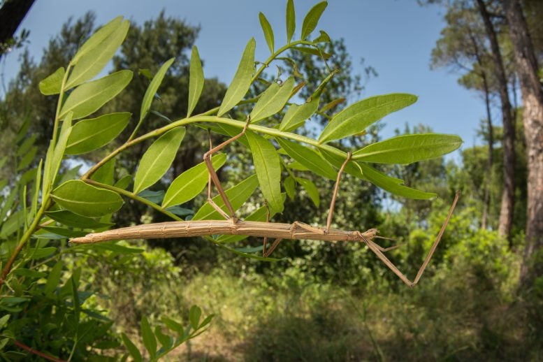 Stick insect photography