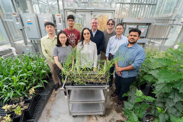 Brookhaven Lab research team involved in engineering Camelina