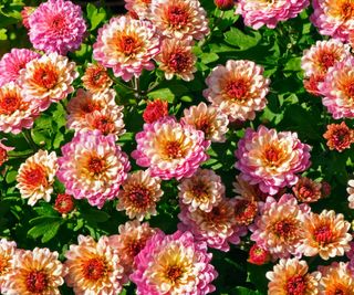 pink and orange chrysanthemums