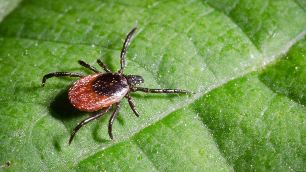 Best Tick Repellent Plants – 5 Plants That Can Keep These Pests Away From Your Garden