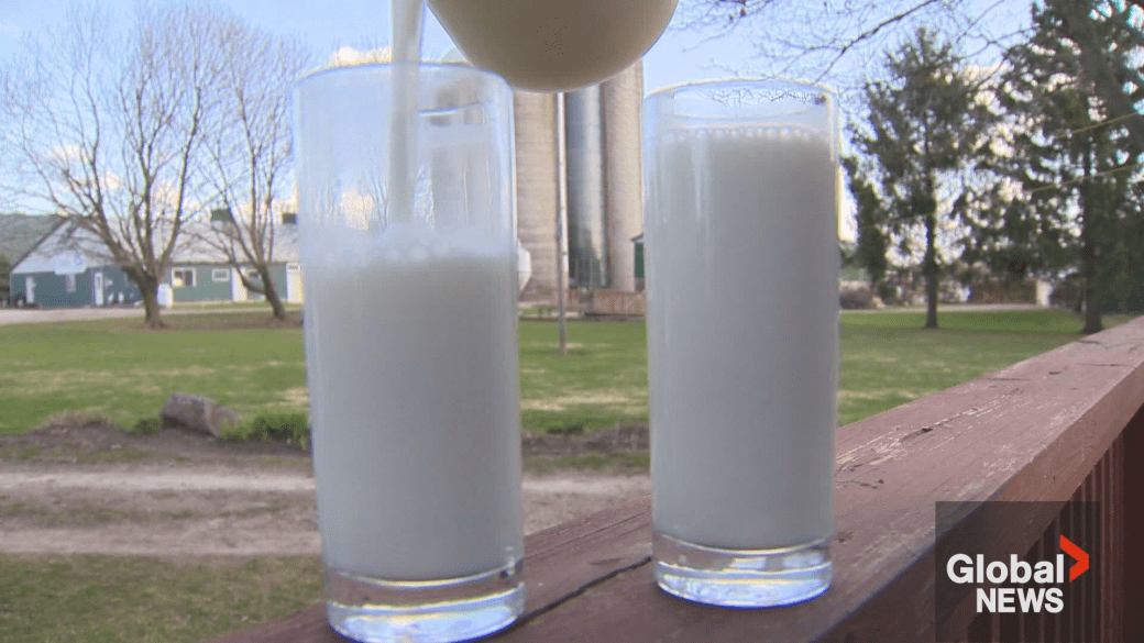 Click to play video: “Canada tests retail milk for bird flu”