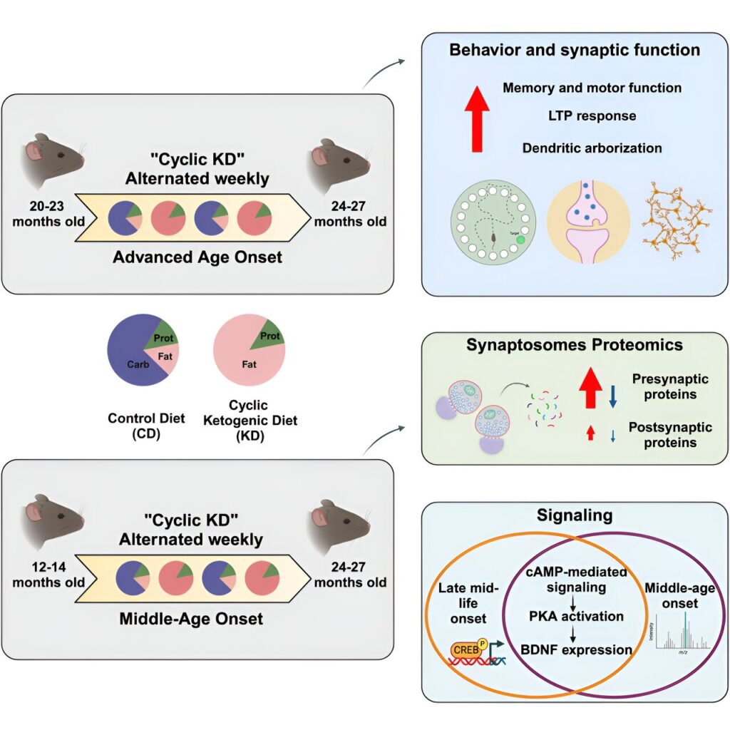 How the ketogenic diet improves health and memory in aging mice