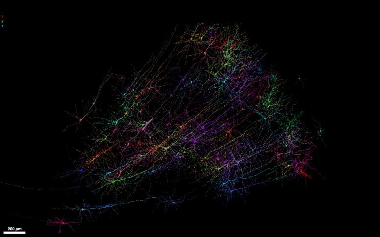 Overview of human neurons