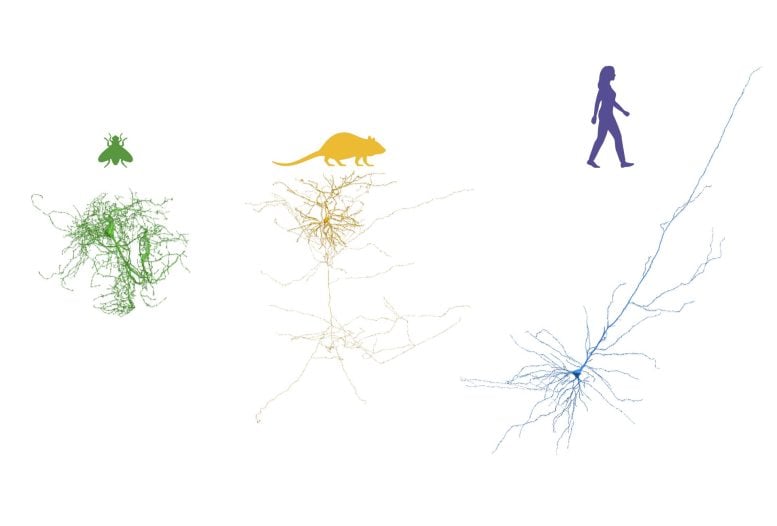 Reconstruction of neurons across organisms