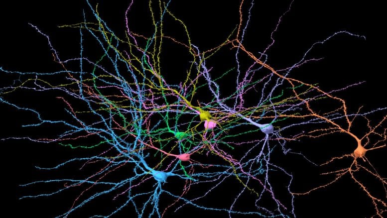 Reconstructing neurons in the human cortex dataset