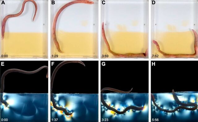 Excavation sequences for a hagfish digging in transparent gelatin.