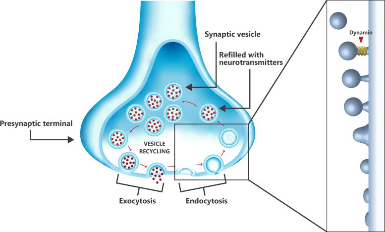 Recycling of vesicles in the presynaptic terminal