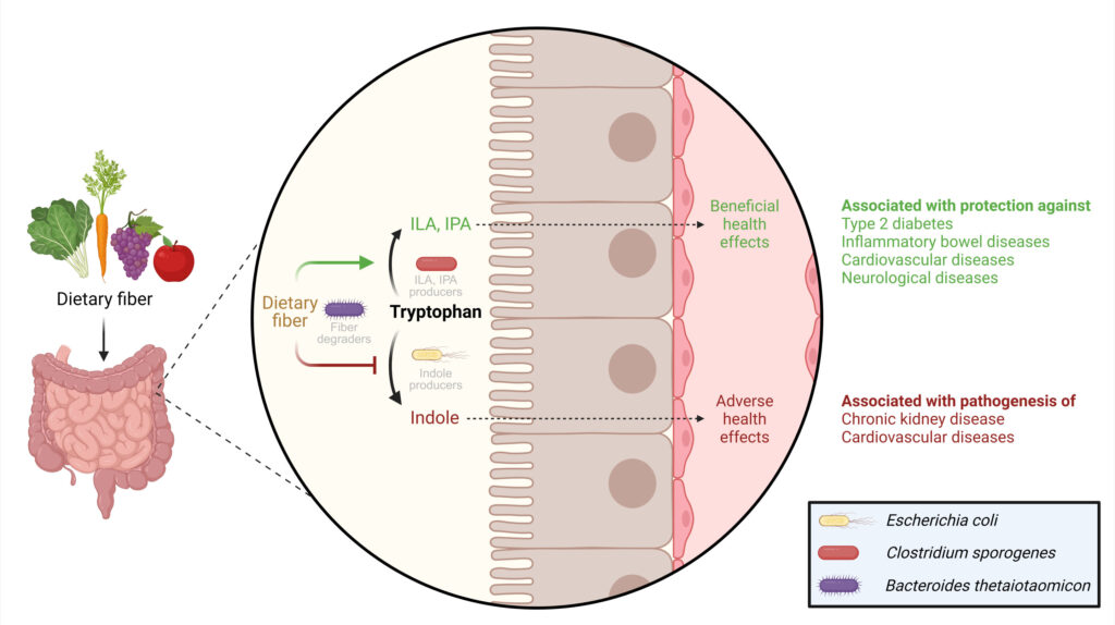 Dietary fiber regulates the use of tryptophan by gut bacteria, which impacts health