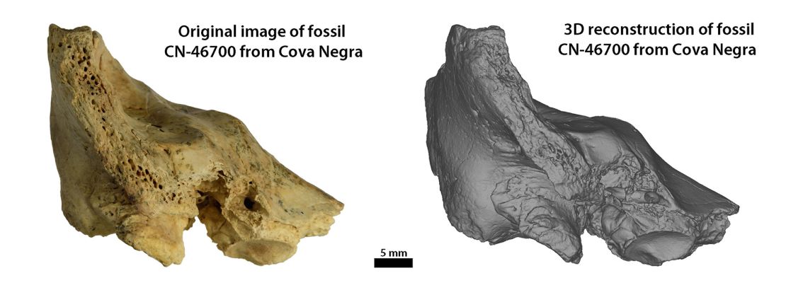 The study of the fossil revealed anomalies in the ear bone.