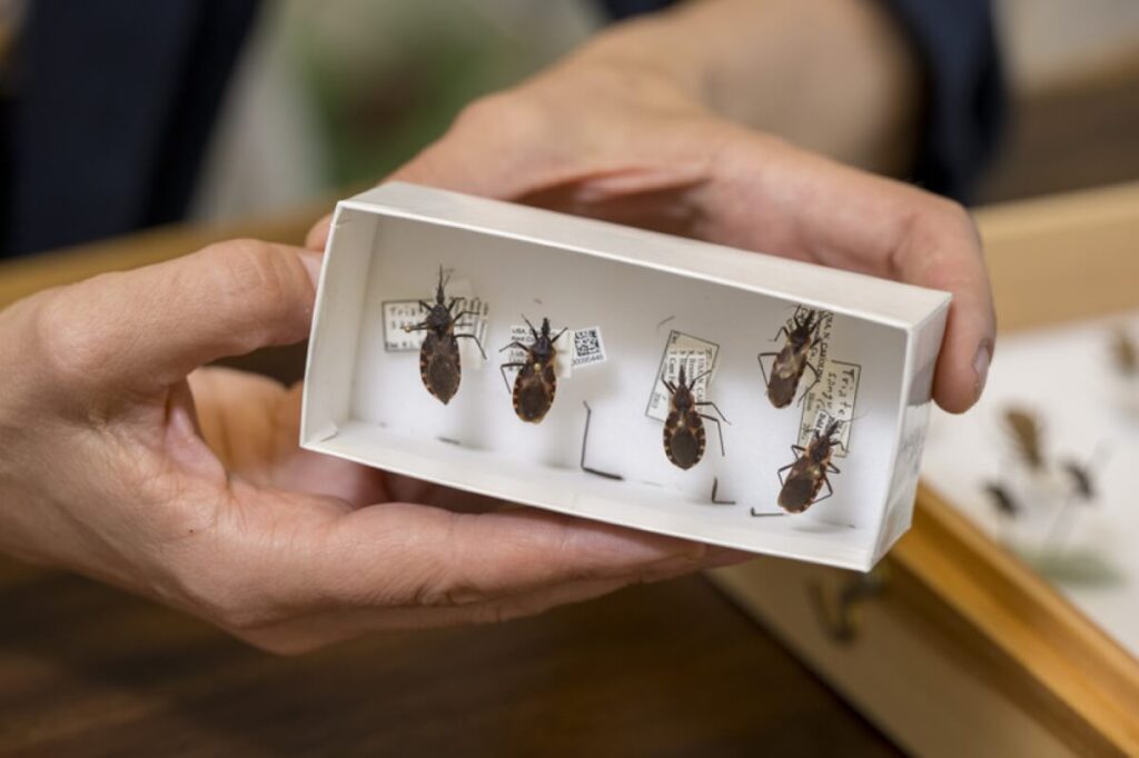 'Kissing Bug' Found on Delaware Resident's Pillow Raises Public Health Concerns