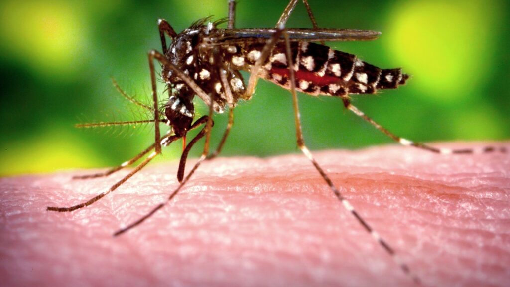 Attention travelers: this is an important year for dengue fever