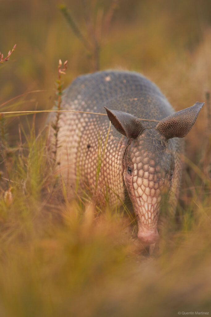 Saturday Quotes: Armadillos are everywhere;  Neanderthals still surprise anthropologists;  children are egalitarian