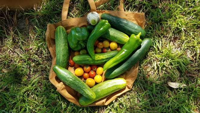 Harvesting cucumbers, tomatoes and peppers from the Southwood community garden.  A plant-based diet is associated with a reduced risk of heart disease, cancer and death, according to a large-scale study published recently.