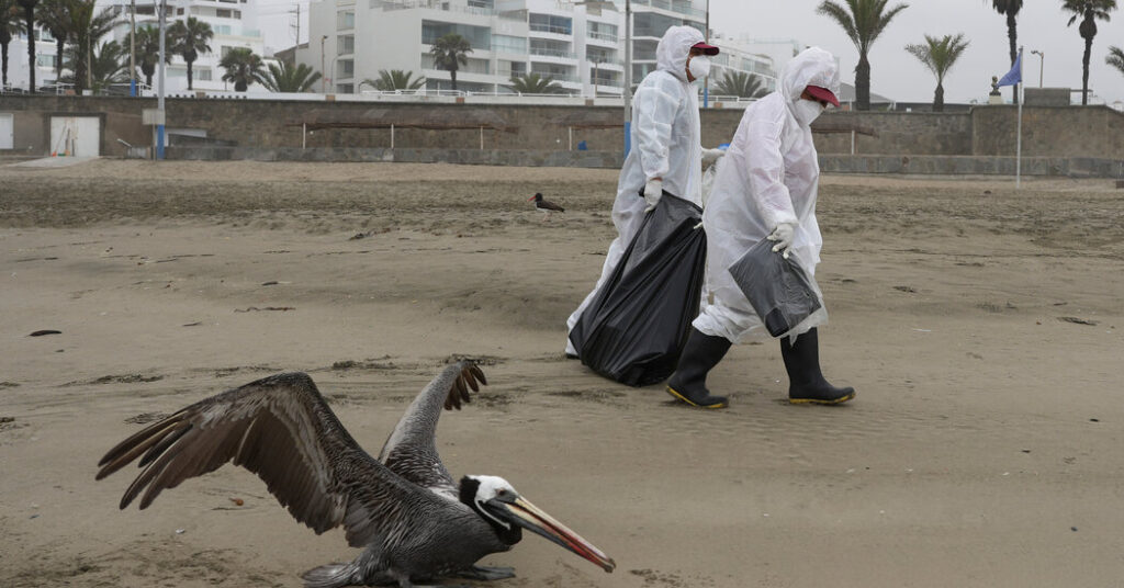 A bird flu pandemic in humans?  Here's what it might look like.