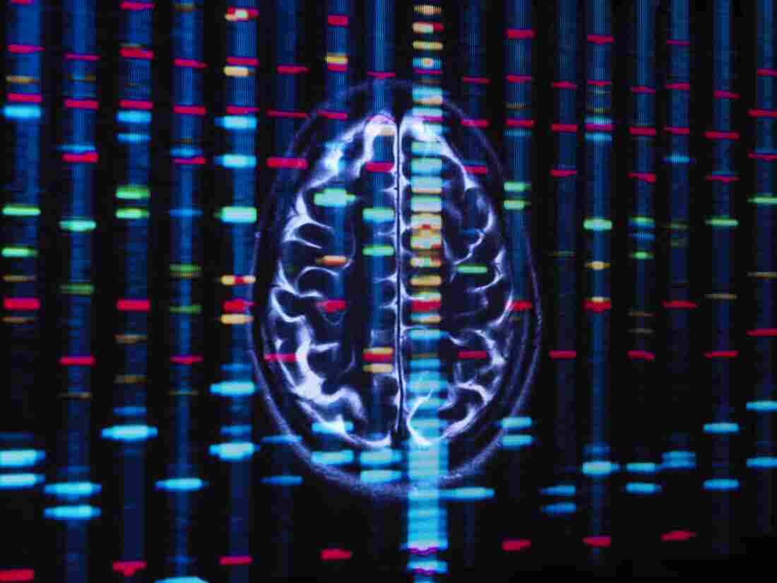 A new study examines the role that African and European genetic ancestry may play in the risk of certain brain disorders among Black Americans.