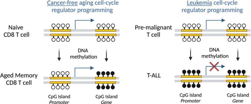 Age is just a number: the “epigenetic clock” of immune cells operates independently of the body's lifespan