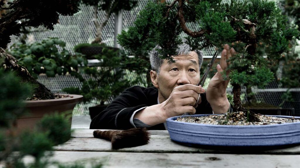 older East Asian man cutting a bonsai