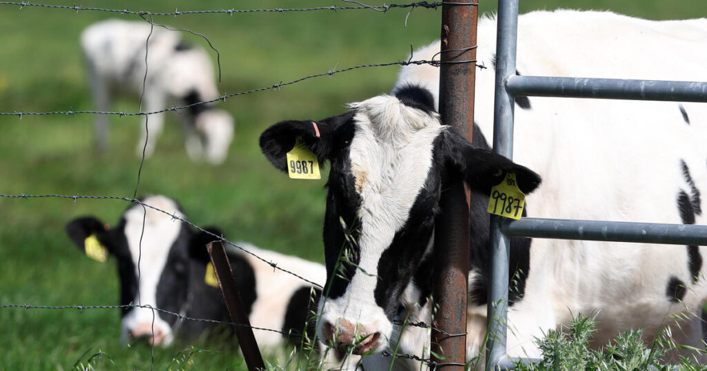 As the FDA calls for action against bird flu in raw milk, some states say their hands are tied.