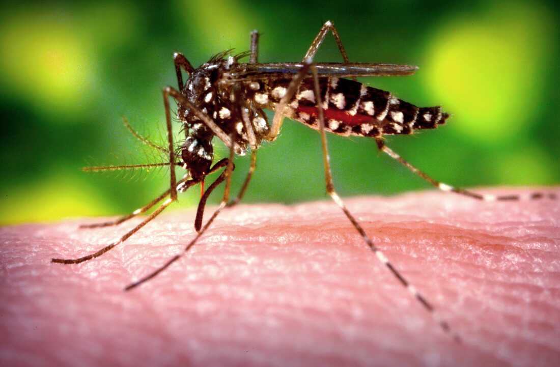 A female Aedes aegypti mosquito, the species that transmits dengue fever, feeds on the blood of a human host.