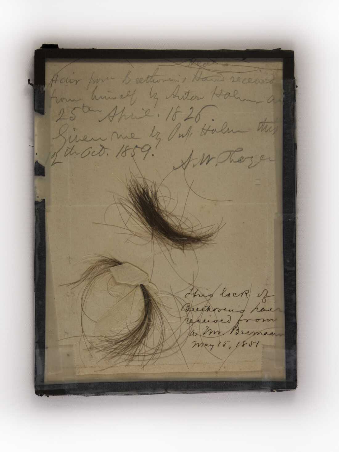 These two locks of Beethoven's hair were tested for lead in 2023.