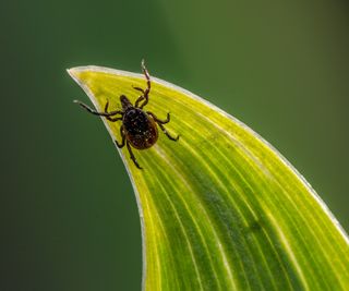 Kill ticks in your garden