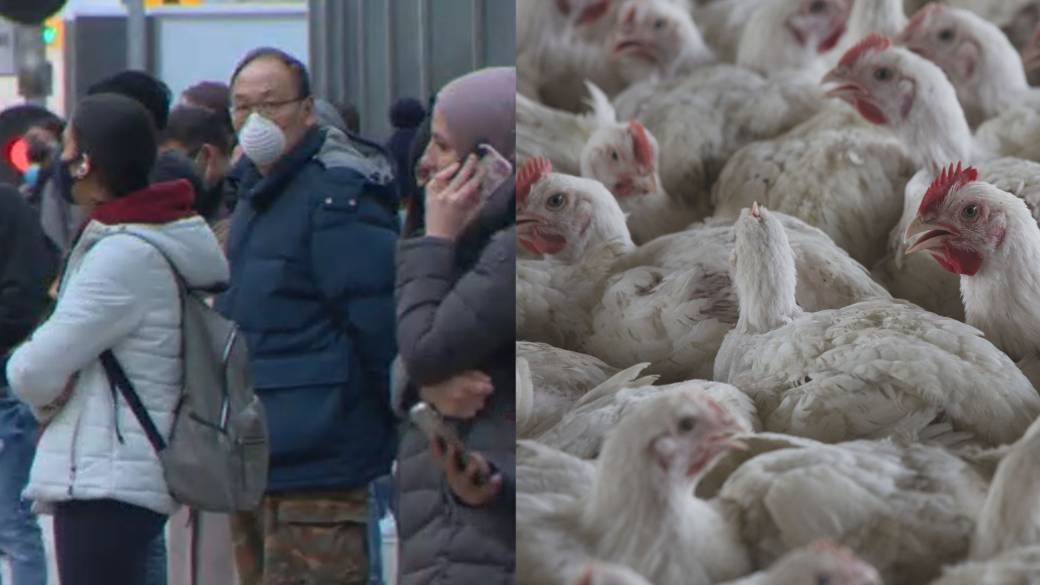 Click to play video: “WHO says bird flu risk to humans is a ‘huge concern’, but what do you need to know?