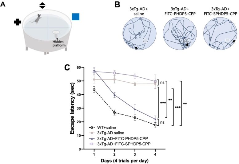 Microtubule dynamin-binding inhibitor peptide PHDP5 rescues spatial learning and memory deficits in mouse models of Alzheimer's disease